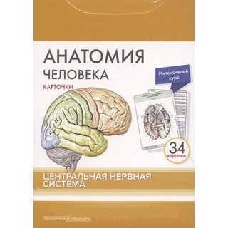 Анатомия человека: КАРТОЧКИ (34 шт). Центральная нервная система Сапин М.Р. 2018 г. (Практическая медицина)