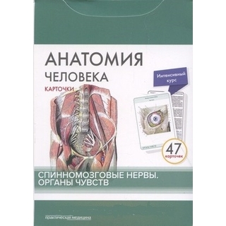 Анатомия человека: КАРТОЧКИ (47шт). Спинномозговые нервы. Органы чувств Сапин М.Р. 2018 г. (Практическая медицина)